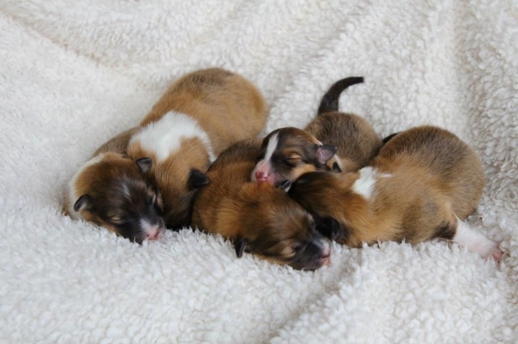 Des Couleurs De Chamarel - Shetland Sheepdog - Portée née le 24/02/2020